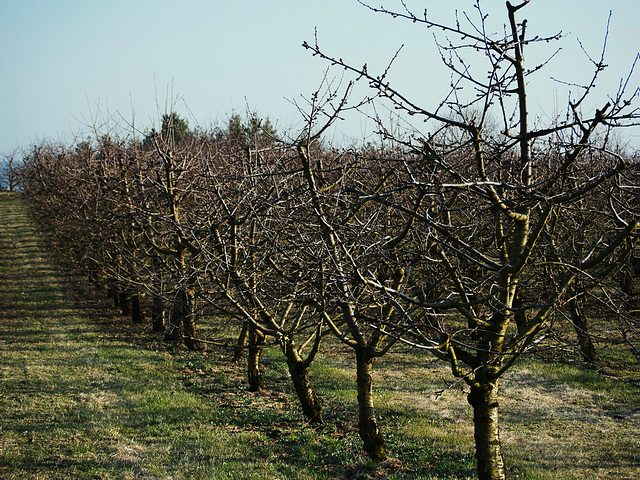 Kirschgarten