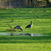 Nilgänse bei Sonnenschein II