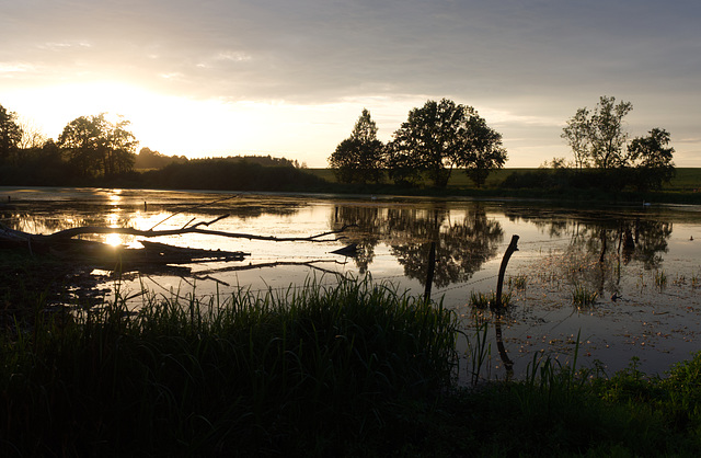 Abenddämmerung am Fischteich