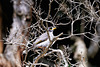 Noisy Miner