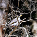 Noisy Miner