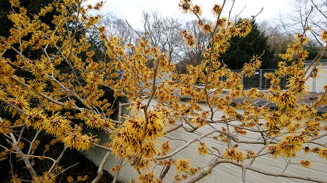 Hamamelis / Zaubernuss