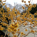 Hamamelis / Zaubernuss