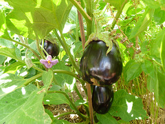 Eggplants