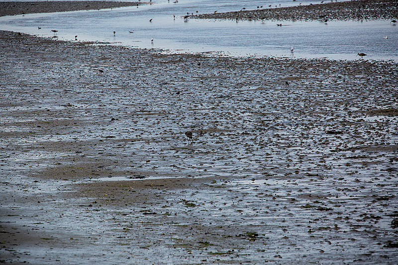 20140907 4814VRAw [NL] Großer Brachvogel (Numenius arquata), Limikolen, Watt, Terschelling