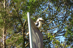 Kookaburra At Taronga Zoo