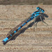 Common Blue Damselfly