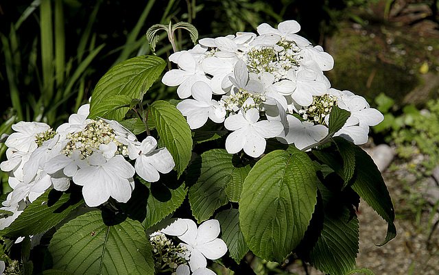 Hydrangea