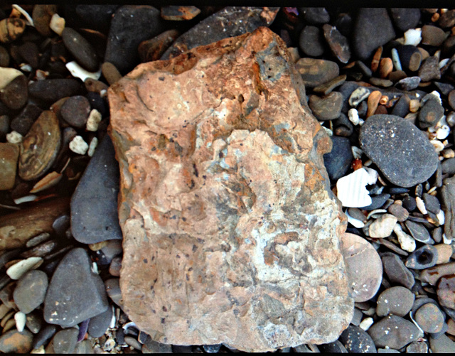 Ordovician Fossil Algae