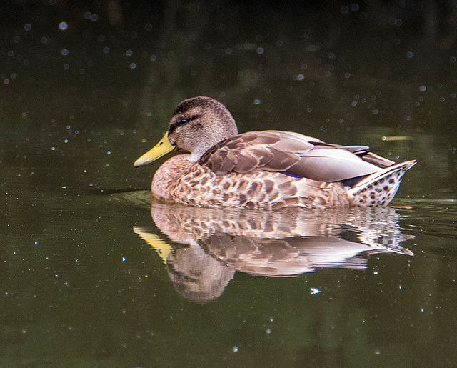 Duck reflection