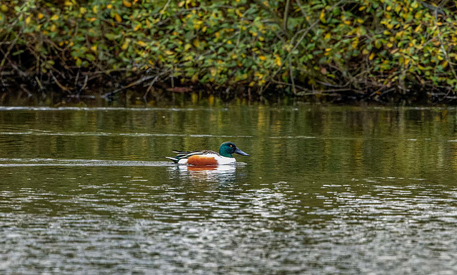 Shoveler duck