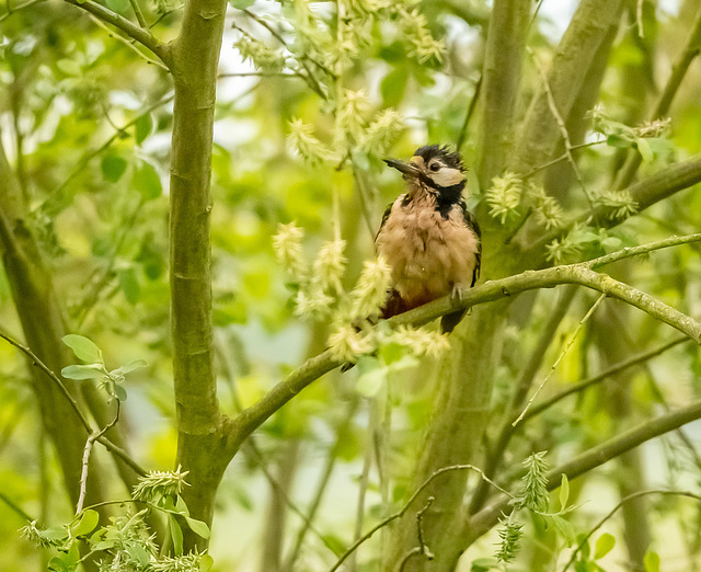 Great spotted woodpecker