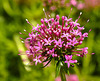 20210609 0666CPw [D~LIP] Blume, UWZ, Bad Salzuflen