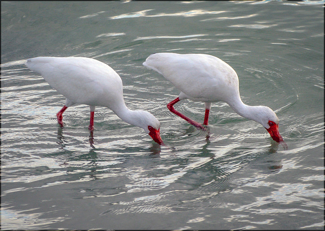 white ibis