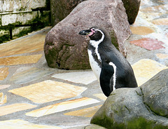 Humboldt-Pinguin