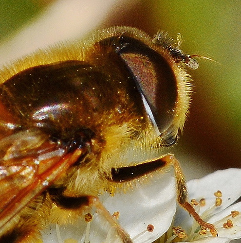 Hoverfly