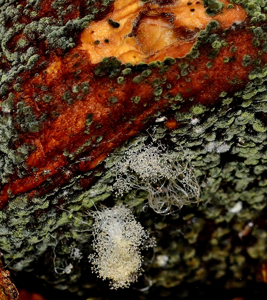 Mouldy Mushroom 1