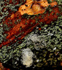 Mouldy Mushroom 1