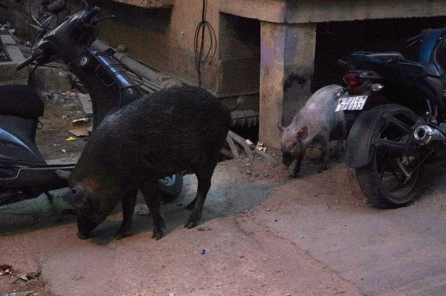 Urban pigs