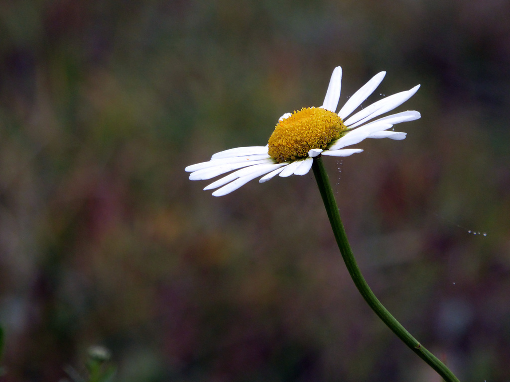 margherita d'autunno