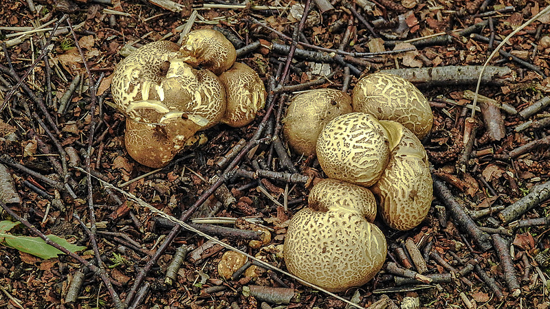 20180617 4044CPw [D~MI] Pilz, Großes Torfmoor, Hille