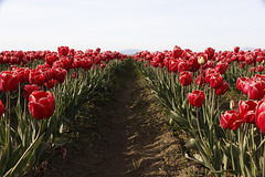 Skagit Valley Tulips