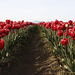 Skagit Valley Tulips