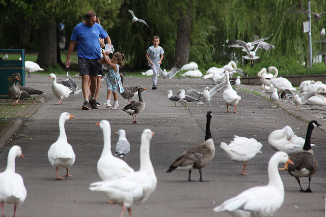 Roath Park