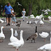 Roath Park