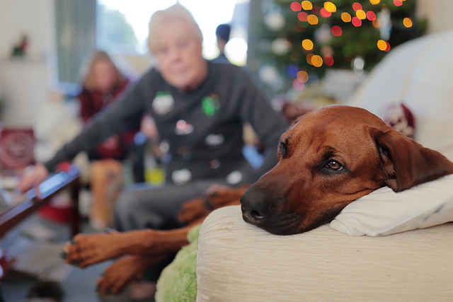 EOS 6D Peter Harriman 13 13 03 08964 Xmas2019 dpp