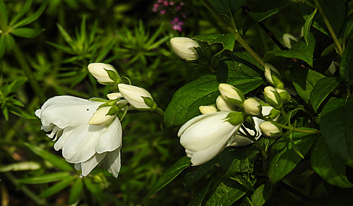 20210609 0668CPw [D~LIP] Europäischer Pfeifenstrauch (Philadelphus coronarius), UWZ, Bad Salzuflen