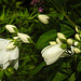 20210609 0668CPw [D~LIP] Pfeifenstrauch (Philadelphus coronarius), UWZ, Bad Salzuflen