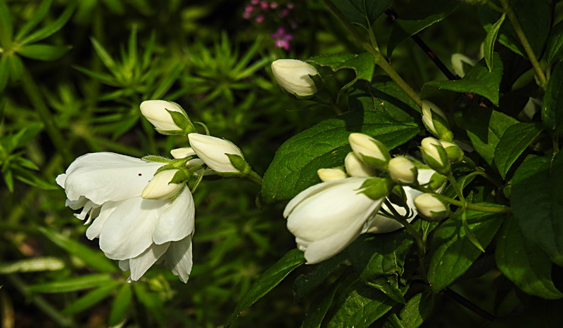 20210609 0668CPw [D~LIP] Europäischer Pfeifenstrauch (Philadelphus coronarius), UWZ, Bad Salzuflen