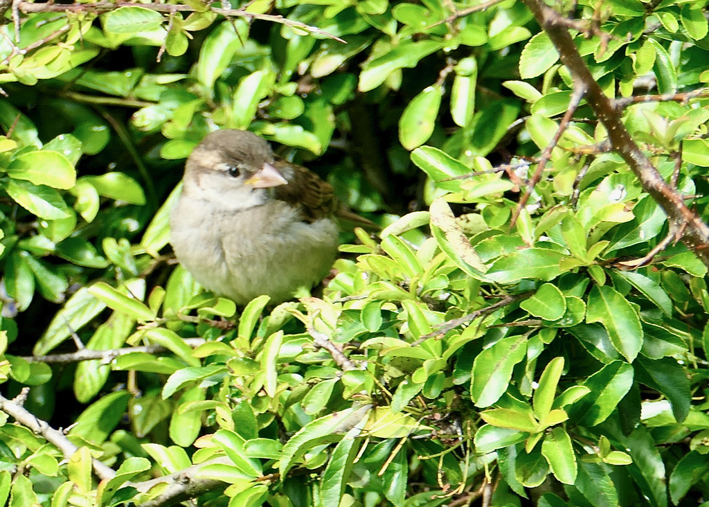 kleiner Spatz
