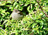 kleiner Spatz
