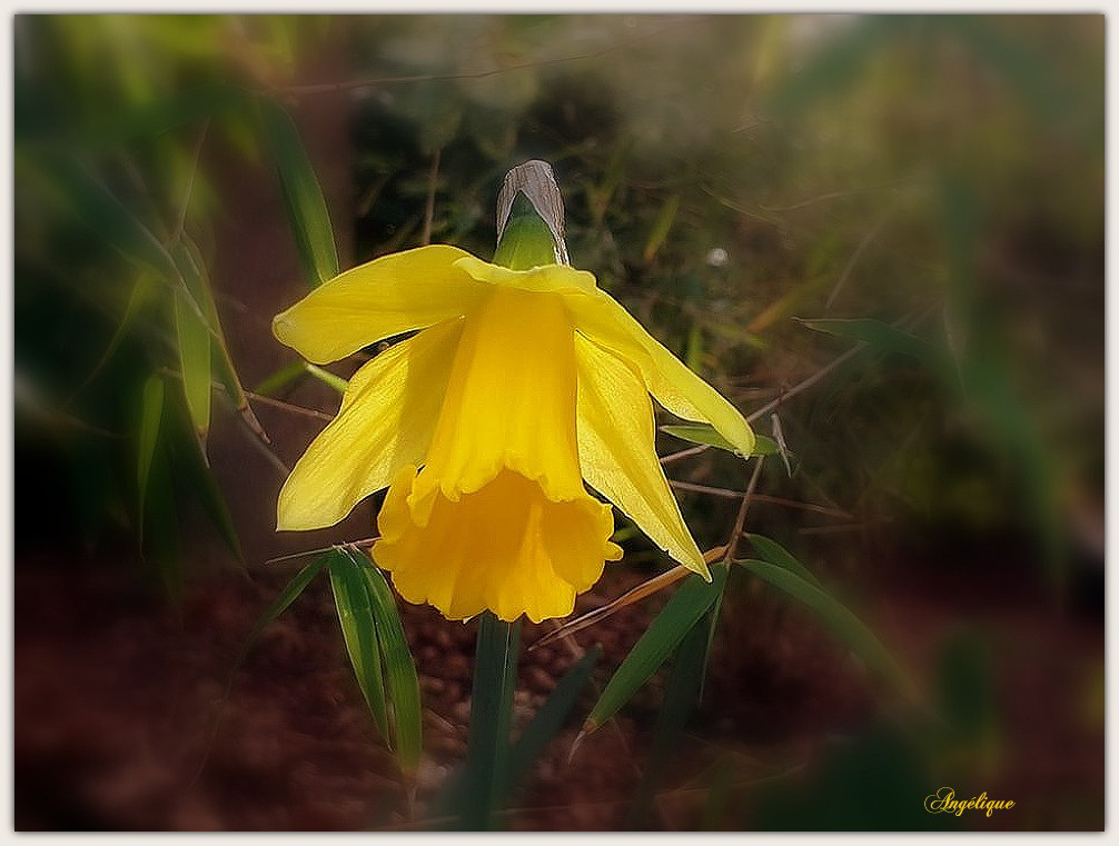 Première jonquille ...........Bon we à vous !♀♀