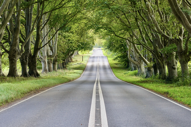 The Beech Avenue