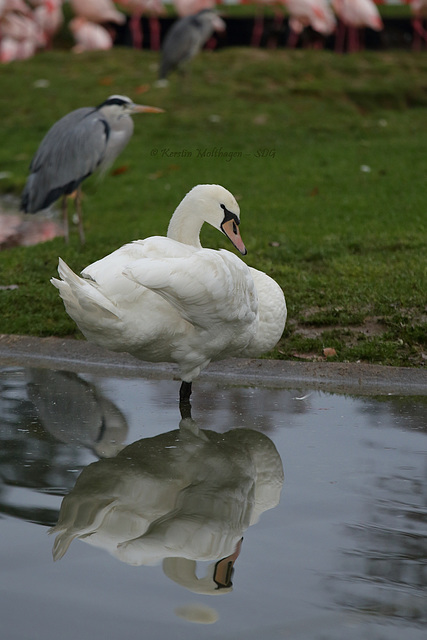 Schwan (Wilhelma)