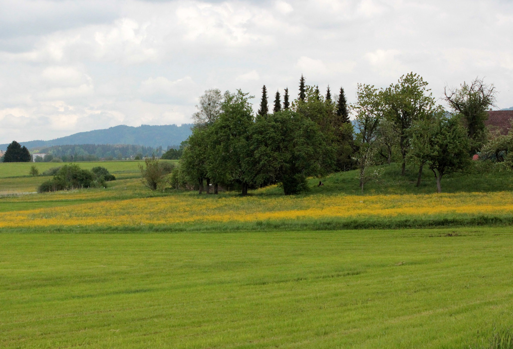 Landschaft im Allgäu