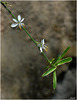 Le Chlorophytum est fleuri !