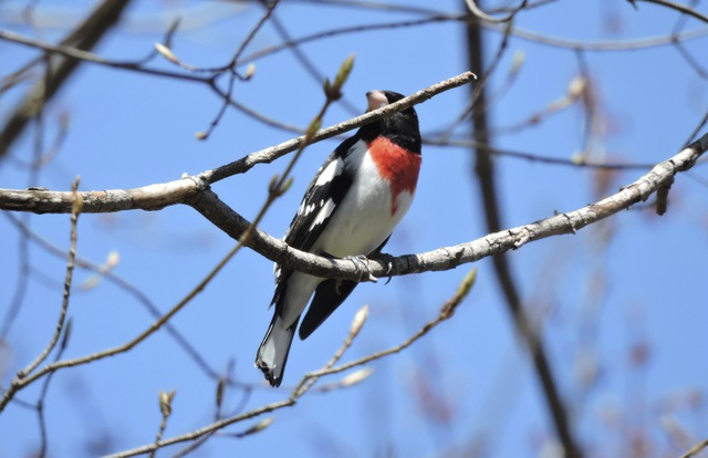 Rose-breasted Grosbeaks
