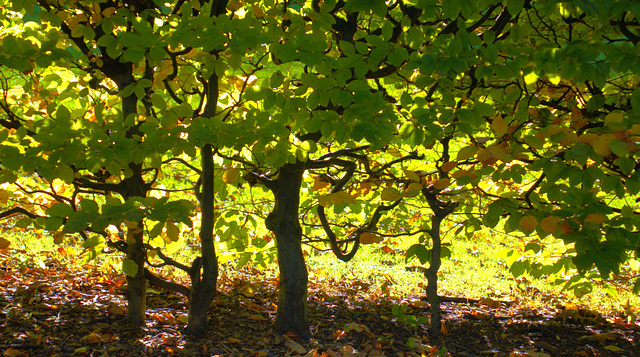 Beautiful Beech Hedge