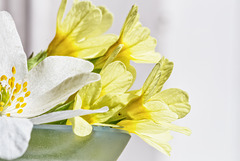 Frühlingsblüher (2xPiP)