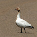 Day 12, Snow Goose, Cap Tourmente Wildlife Area