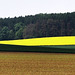 rapsfeld mit pavilion | rapeseed field with gazebo