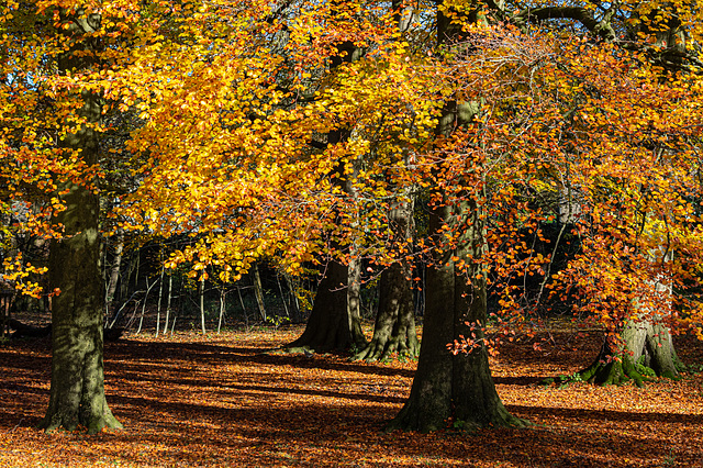 Beech leaves