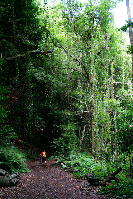 Hinein in den dunklen Wald