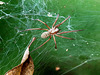what spider makes this criss-cross web?| wirwarweb van welke spin?