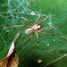 what spider makes this criss-cross web?| wirwarweb van welke spin?