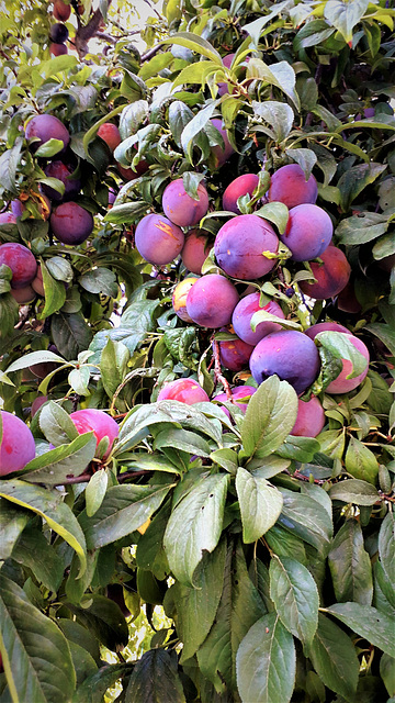 plums